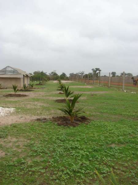 La plantation